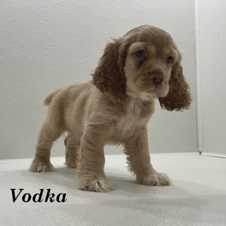 puppy, for, sale, Cocker Spaniel, Joe & Cherri  Overlease, dog, breeder, Miller, MO, dog-breeder, puppy-for-sale, forsale, nearby, find, puppyfind, locator, puppylocator, aca